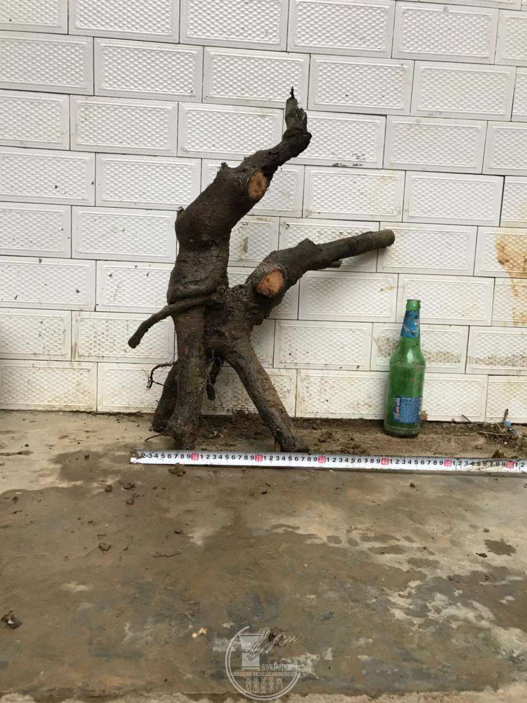 image.jpeg