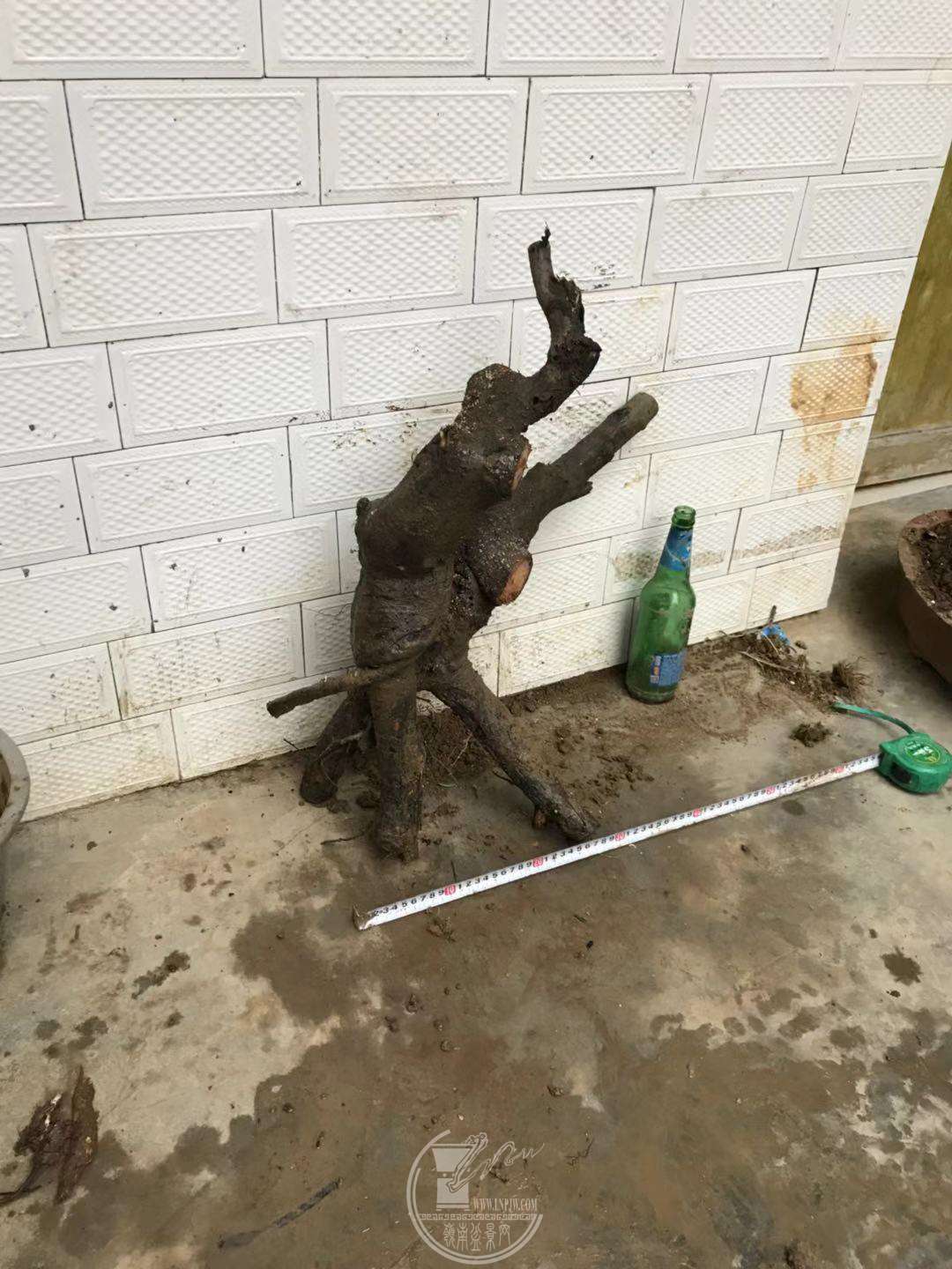 image.jpeg