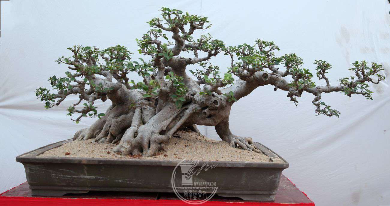 47¬Ի140X80IMG_0086.jpg
