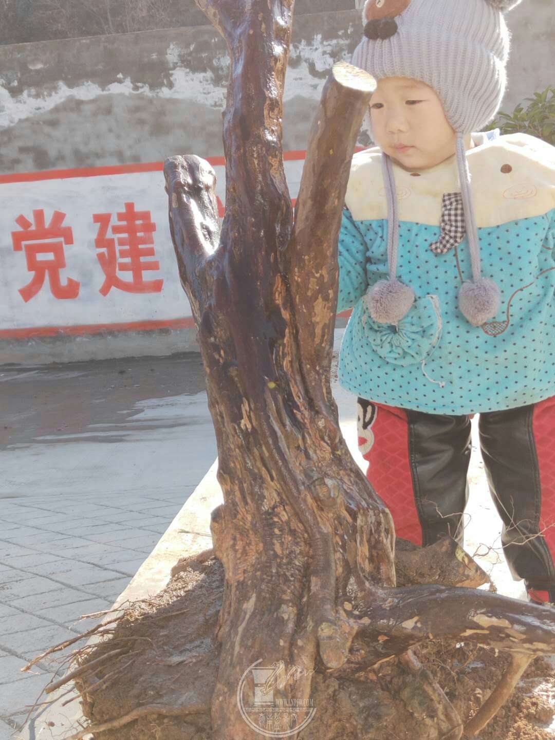 QQͼƬ20181217121035.jpg