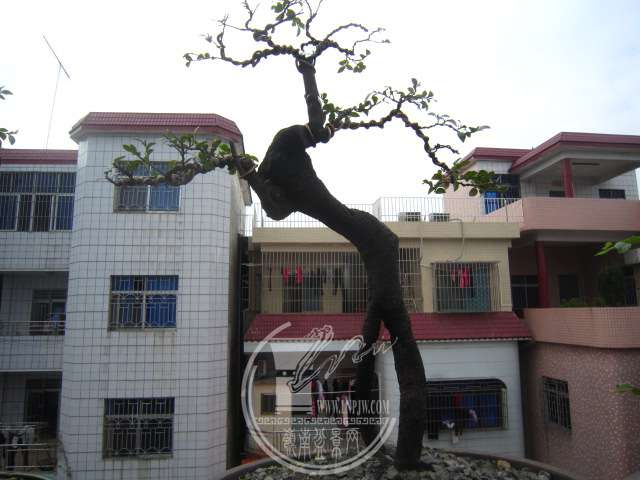 IMG_9546.JPG