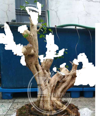 ޱ_С.png
