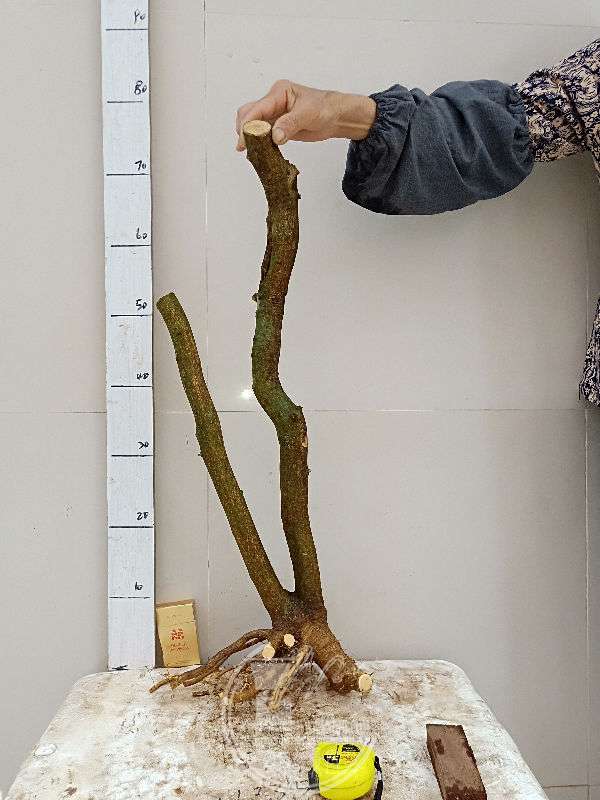 955856