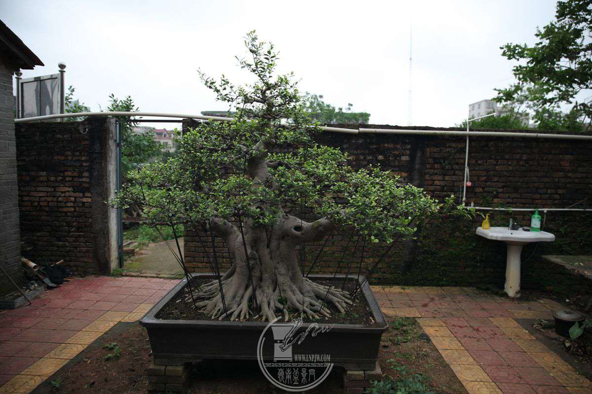 IMG_1116.jpg