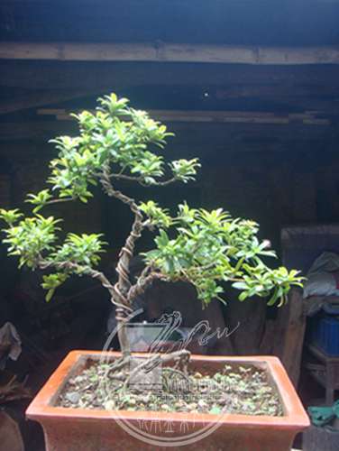 DSC00306.JPG