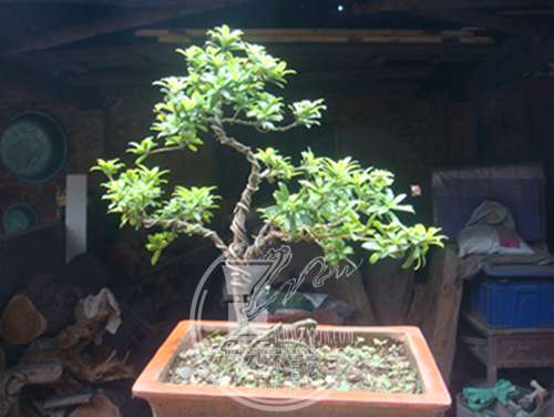 DSC00307.JPG
