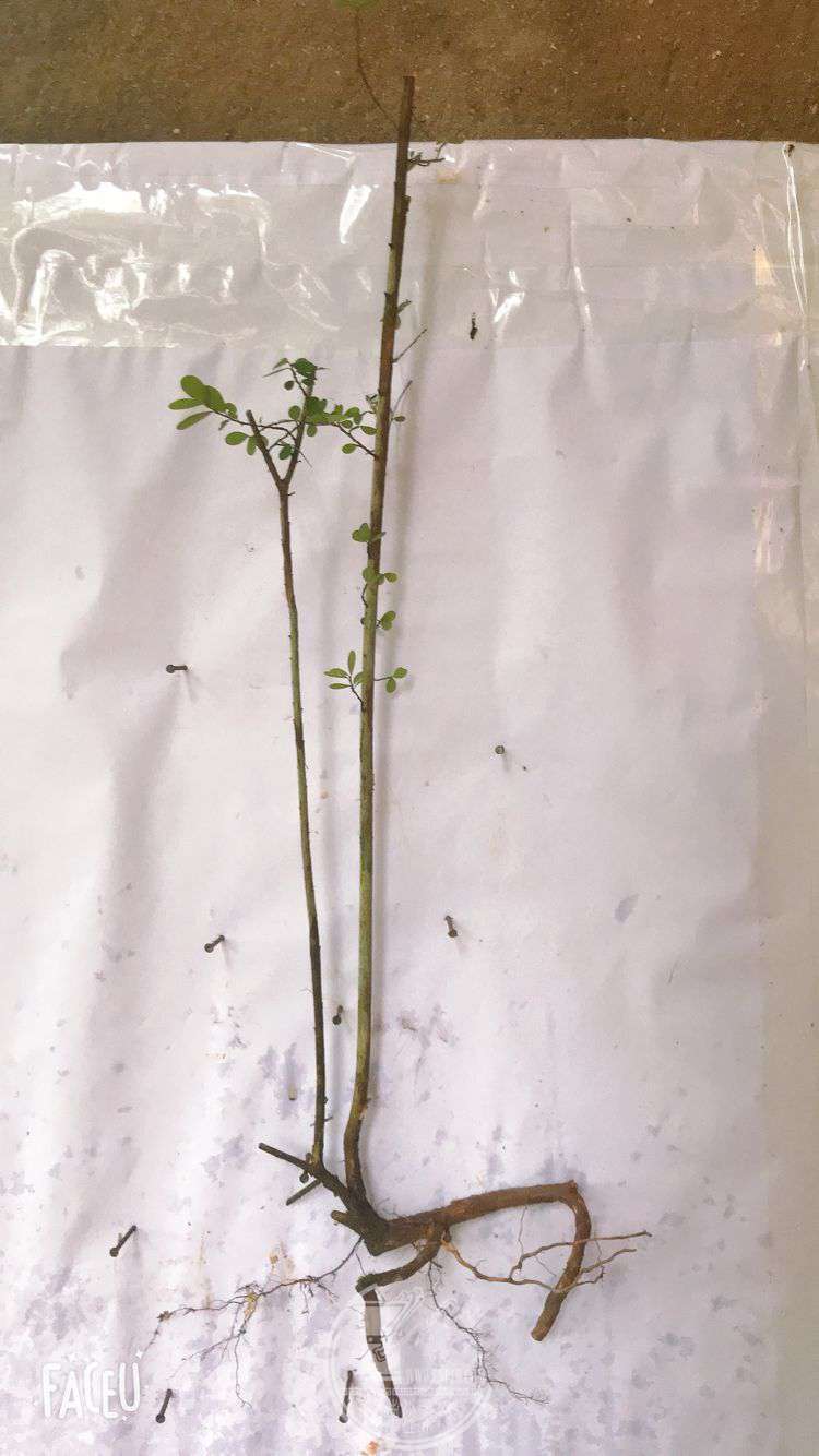 QQͼƬ20190508125300.jpg