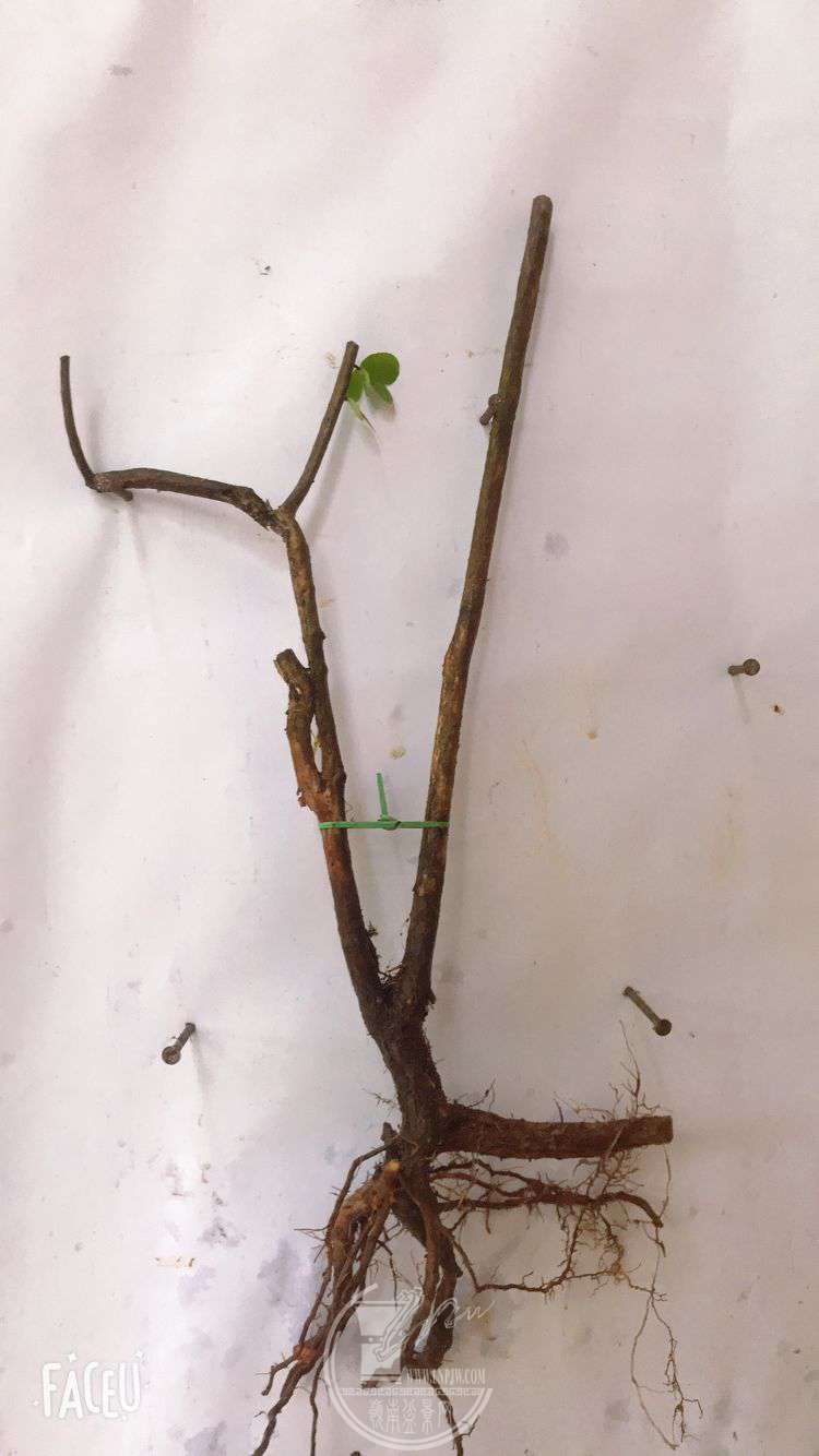 QQͼƬ20190508130045.jpg