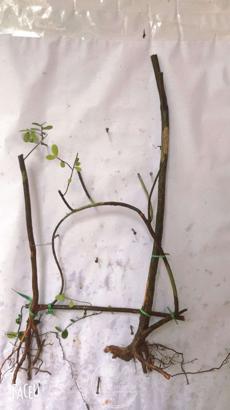 QQͼƬ20190508130506.jpg