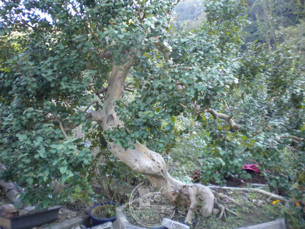 DSCN0431.JPG