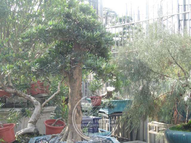 IMG_1594.JPG