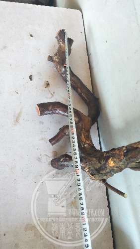 IMG20200226153508.jpg
