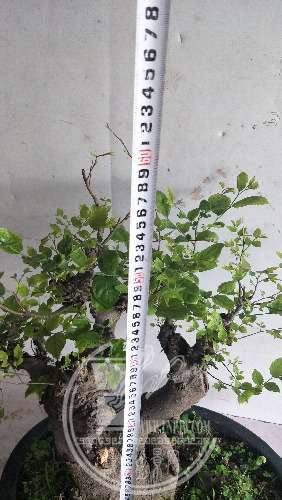 IMG20200313125736.jpg