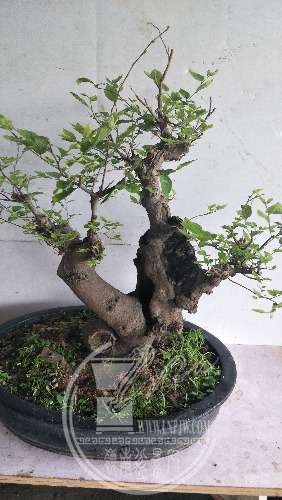 IMG20200313130034.jpg