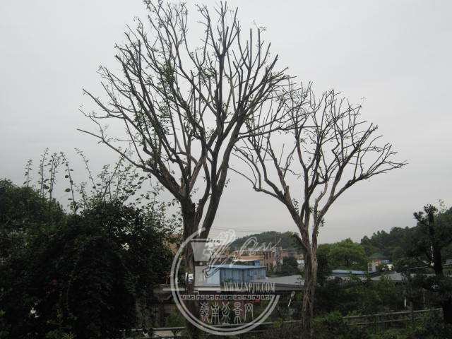 IMG_2551.JPG