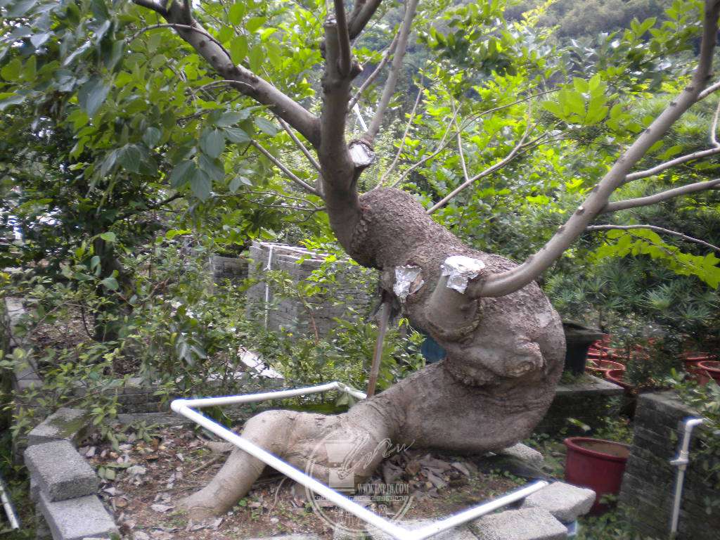 DSCN0596.JPG