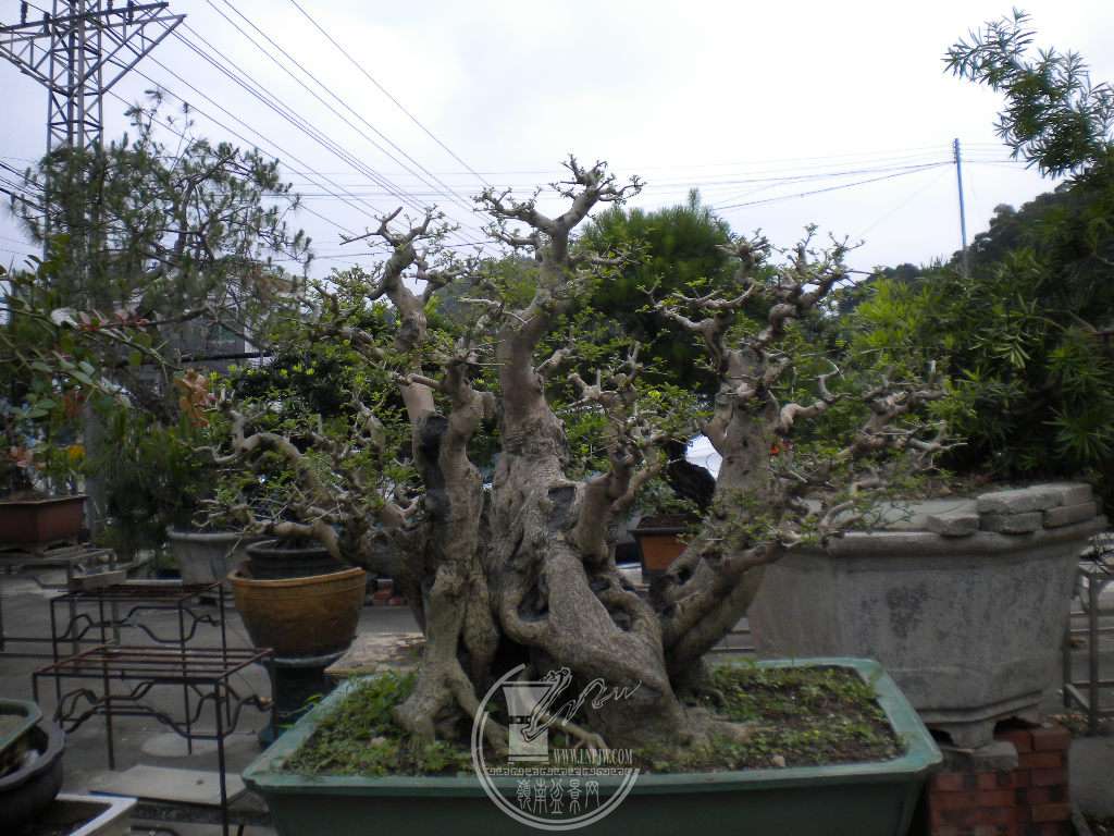 DSCN0533.JPG