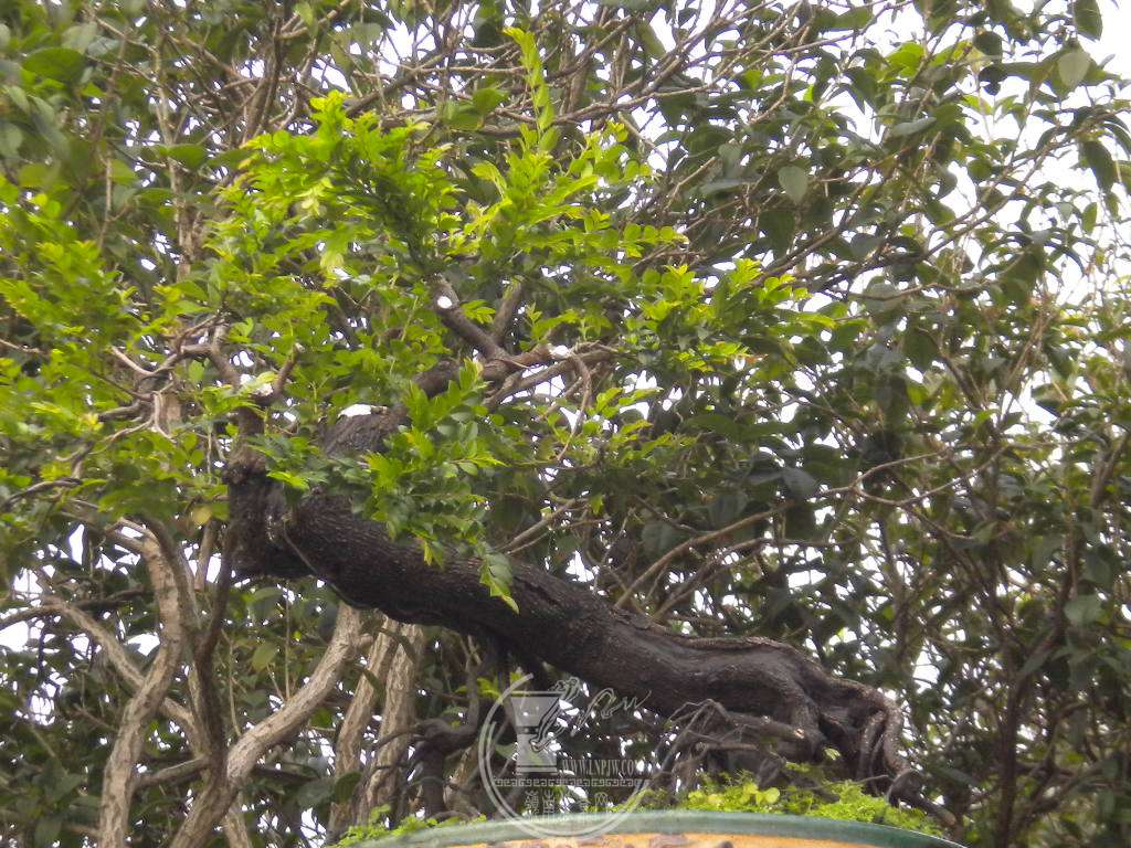 DSCN0697.JPG