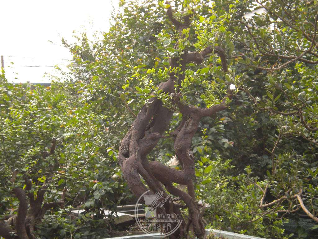 DSCN0682.JPG