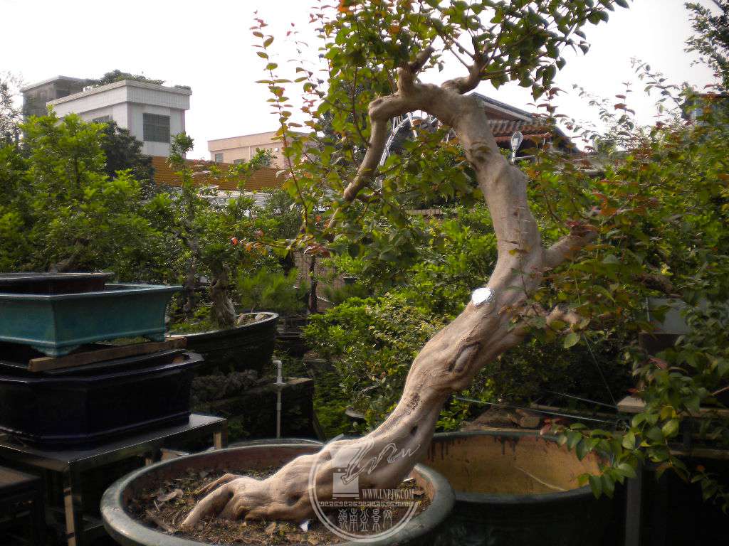 DSCN0674.JPG