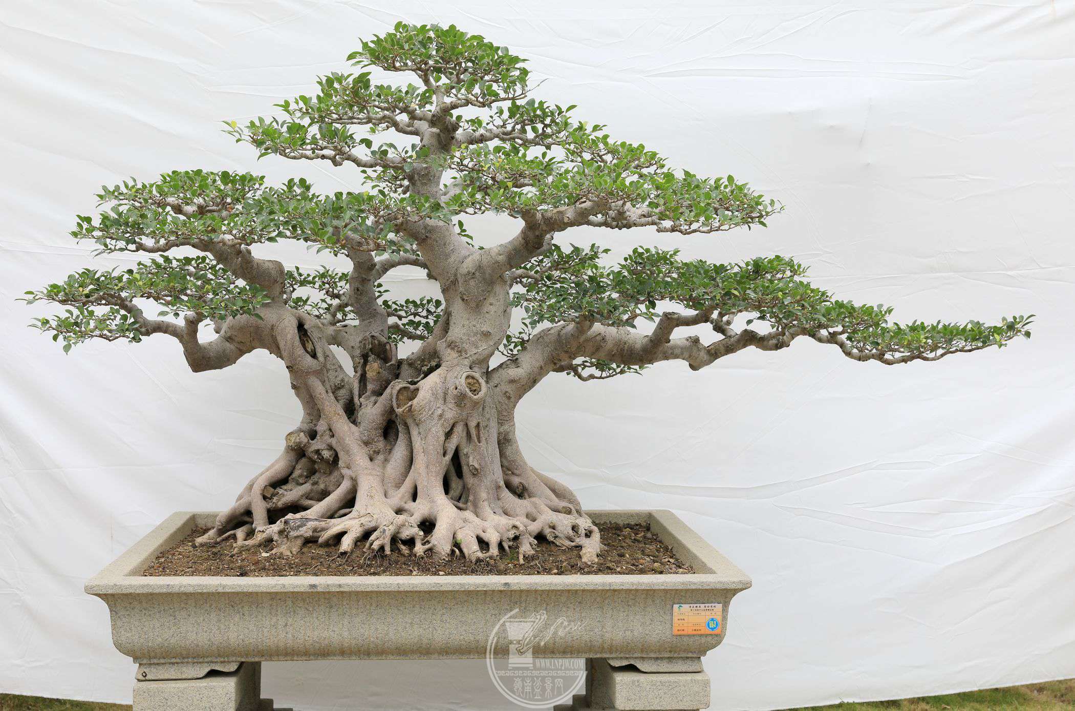 41     չߣΰջ     ֣ϸҶ     300X150X145cm     չλ.jpg