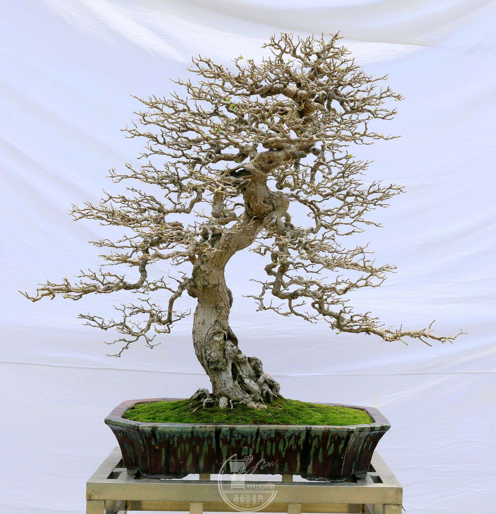 115     չߣ       ֣÷      80X55X100cm      չλ.jpg