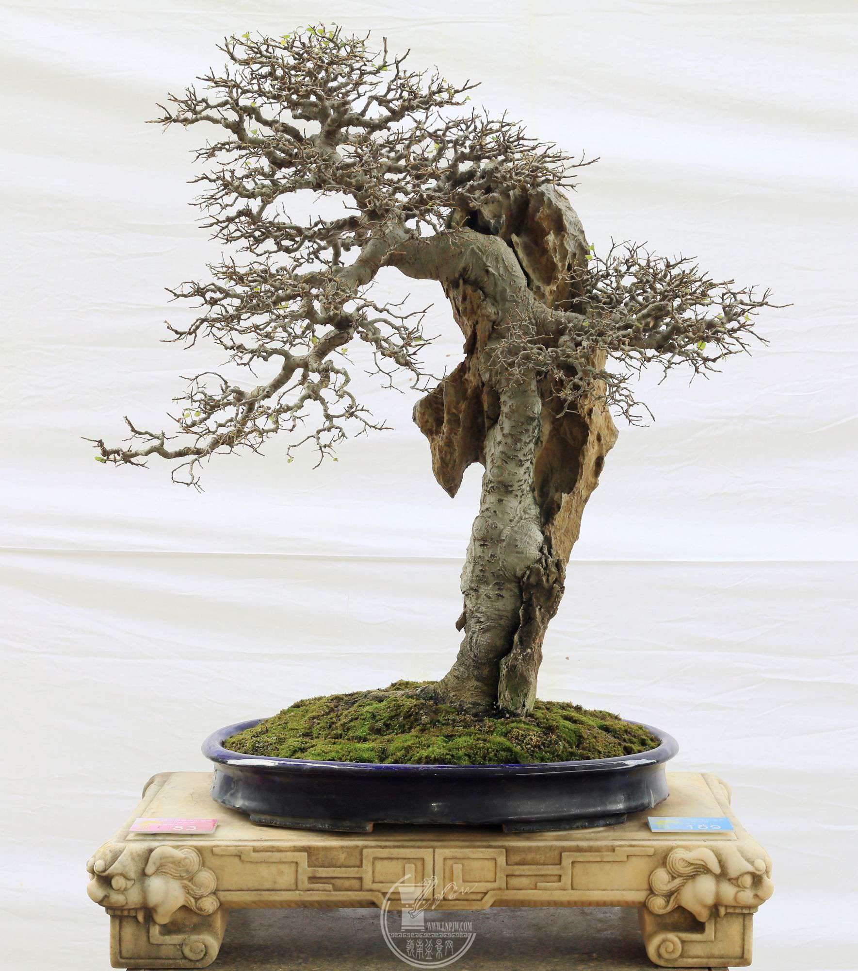 189      չߣ      ֣ʯ˼      53X40X80cm      չλ.jpg