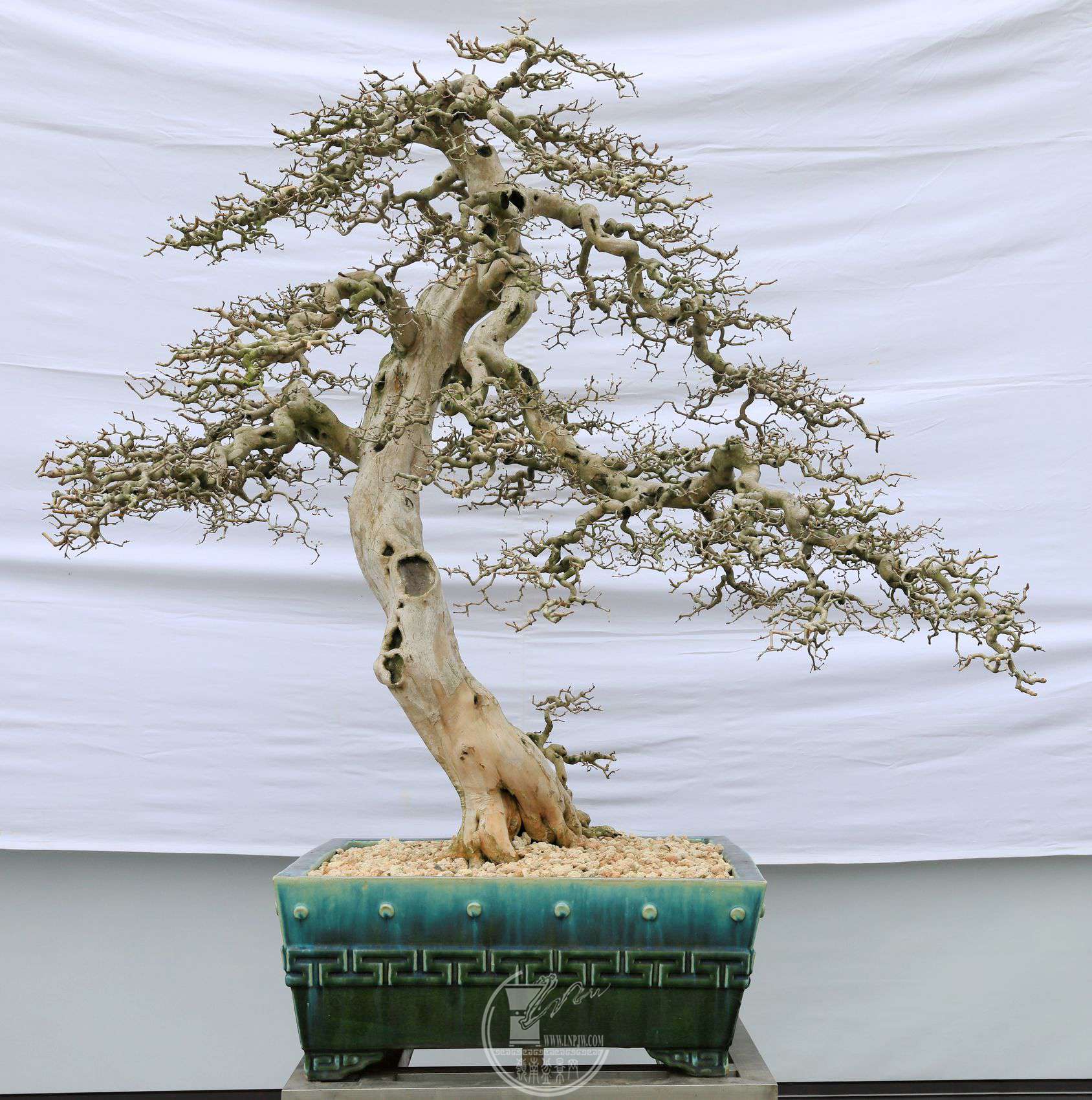 222               ϲ     1407070     Э     .jpg