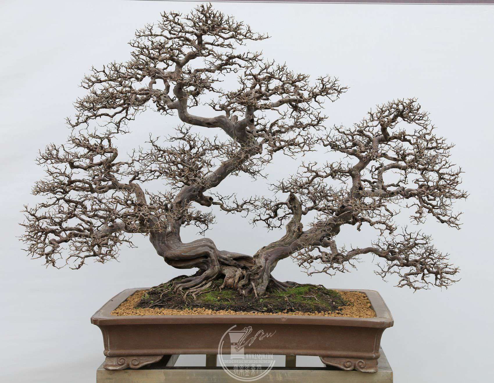 3168     Ի     ȸ÷          1129070     ƶ辰԰     .jpg