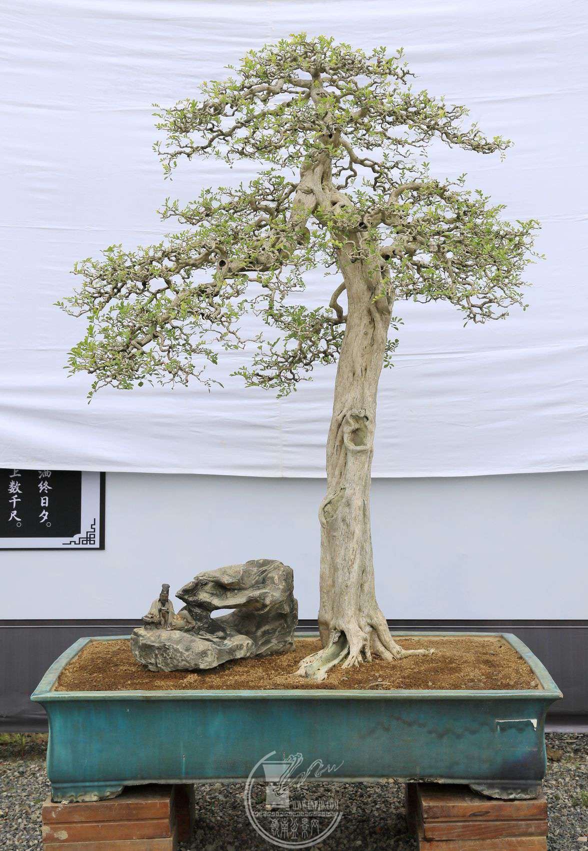 779               λ۵ƮԶ     19514080     ԰    .jpg