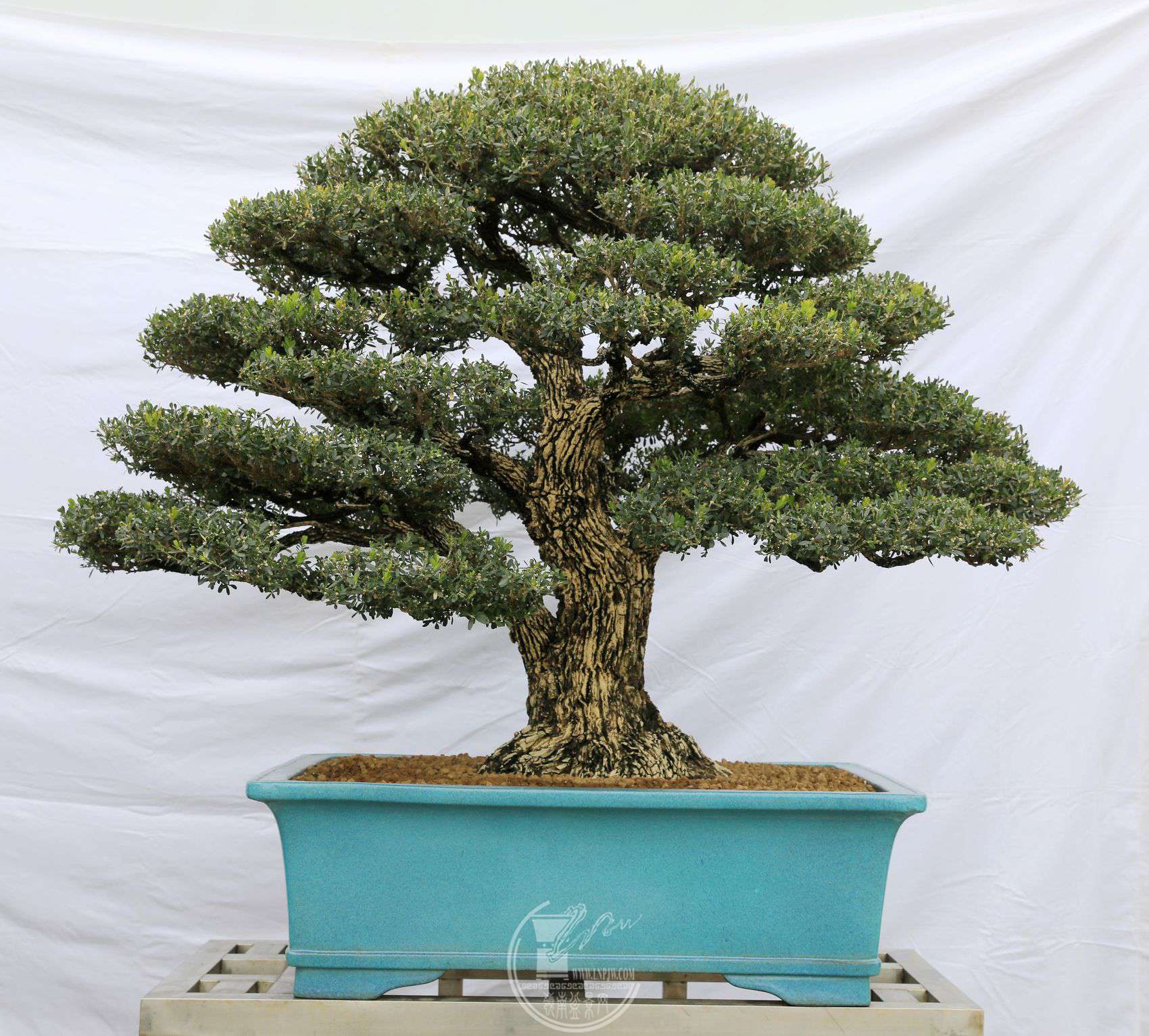 1026                    96120100     ʢ԰     𽱡BG1A2016.jpg