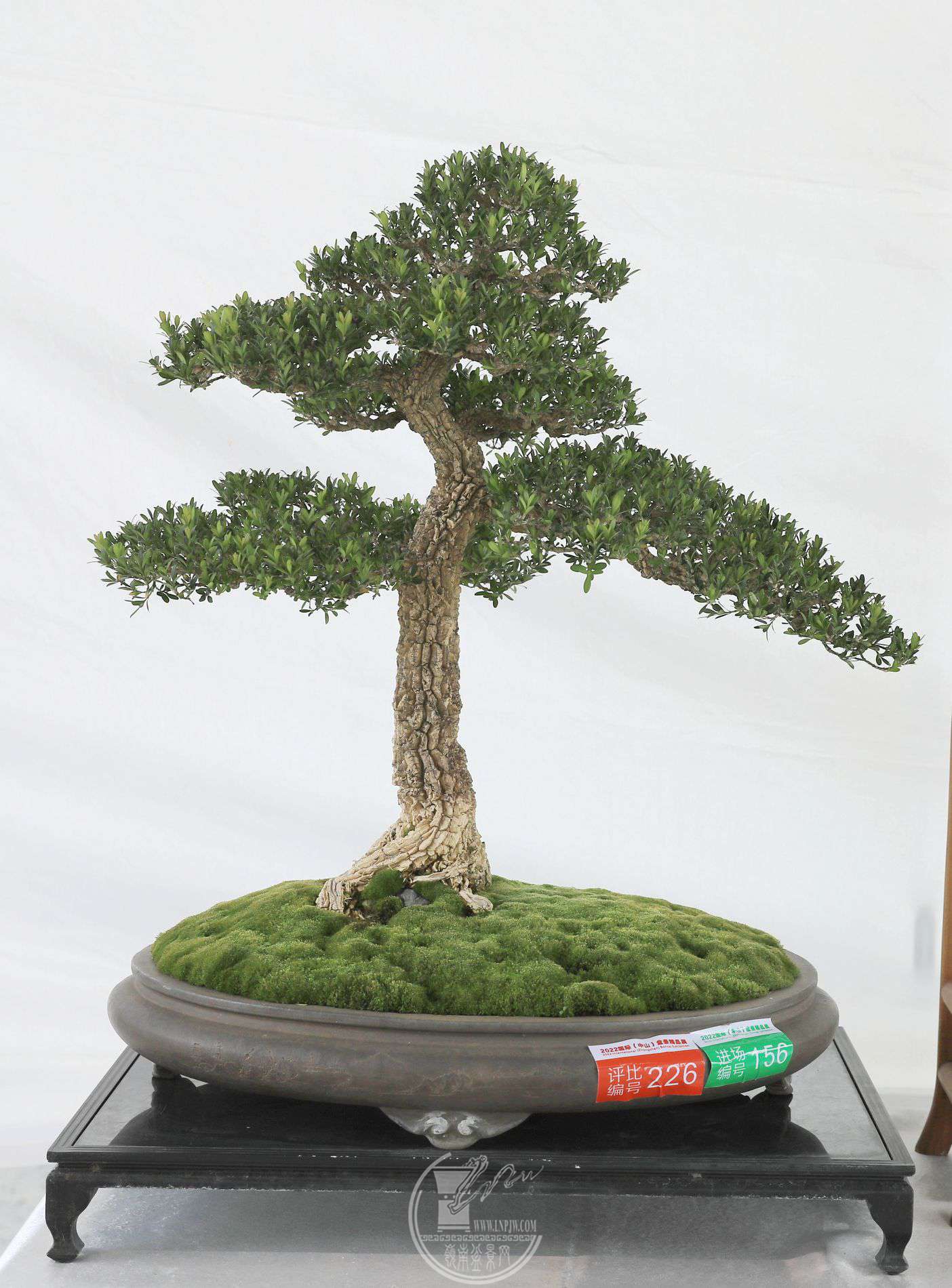 11226     ޻     ȸ     ϲӭʢ     524057     ɽл     .jpg