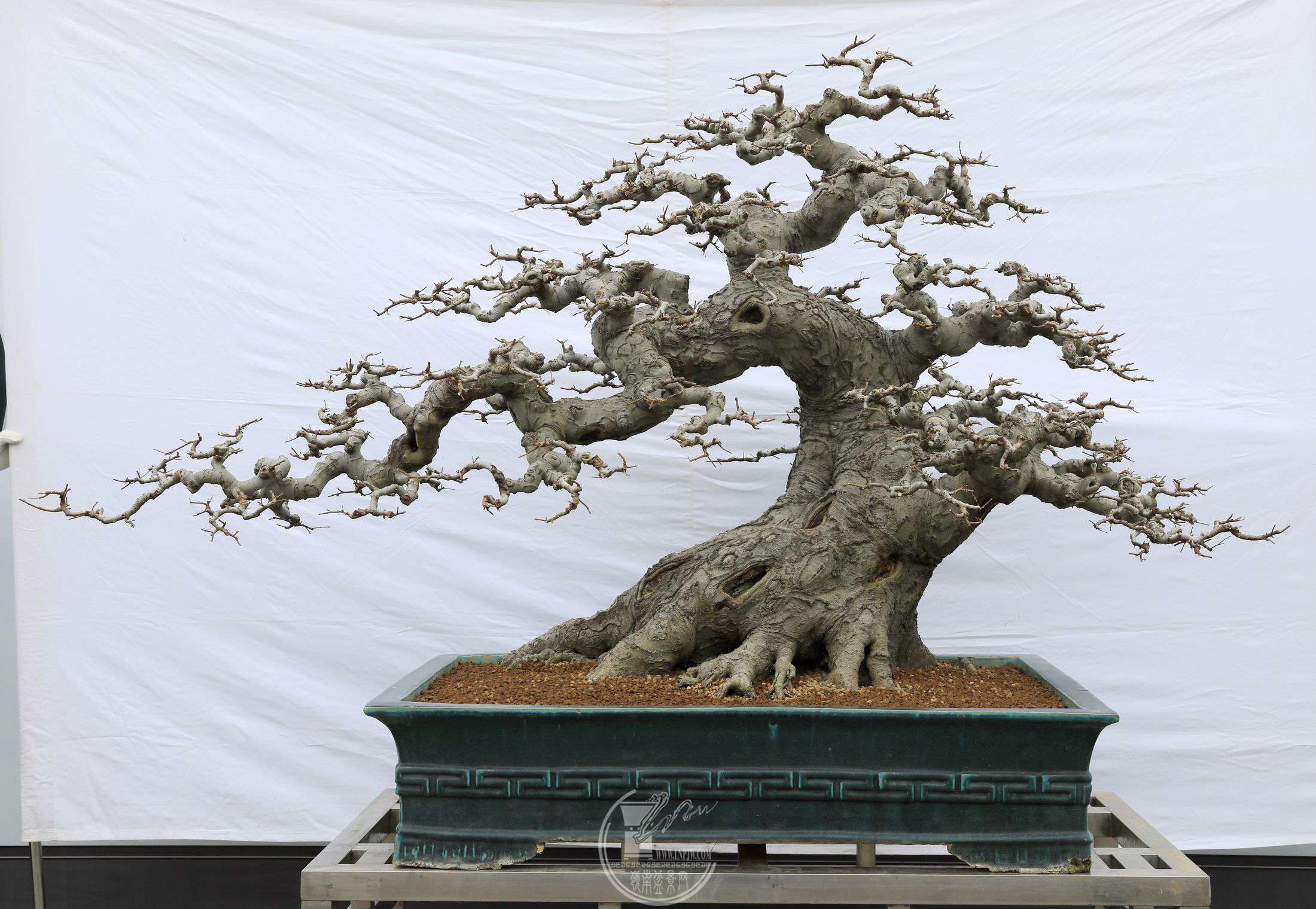 17181     Ŀ     ˼          12012070          𽱡BG1A2511.jpg