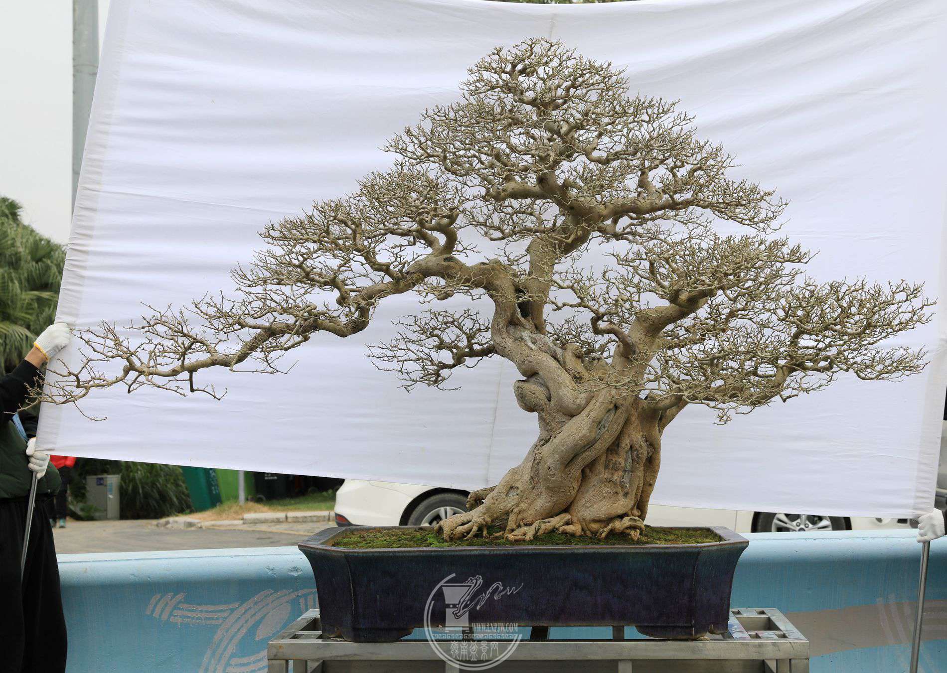 18201          ÷          148cm賤127cm   90cm    .jpg