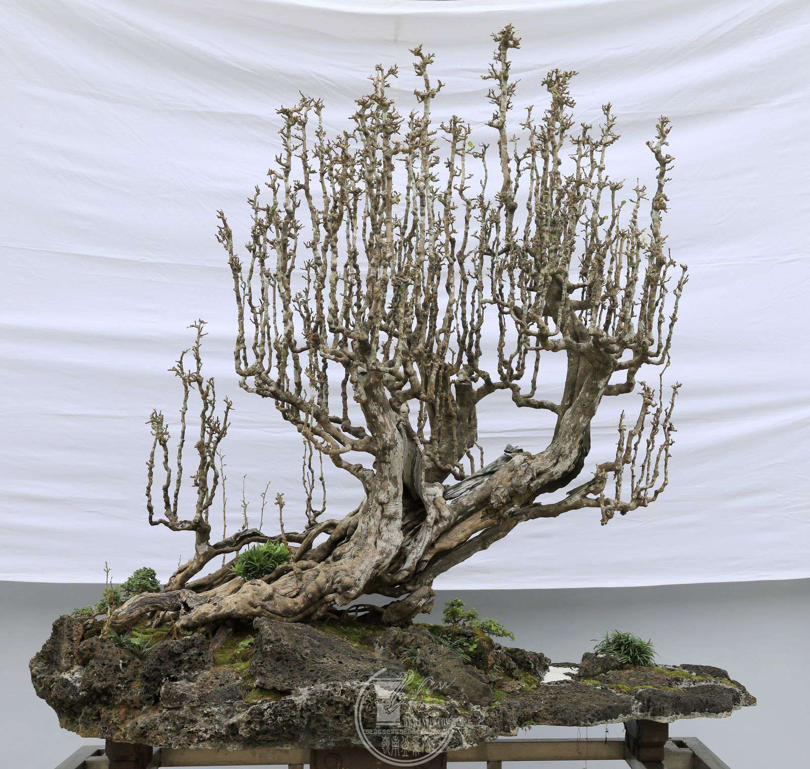 19185               ֮꡷賤180M  150M  75cm  .jpg