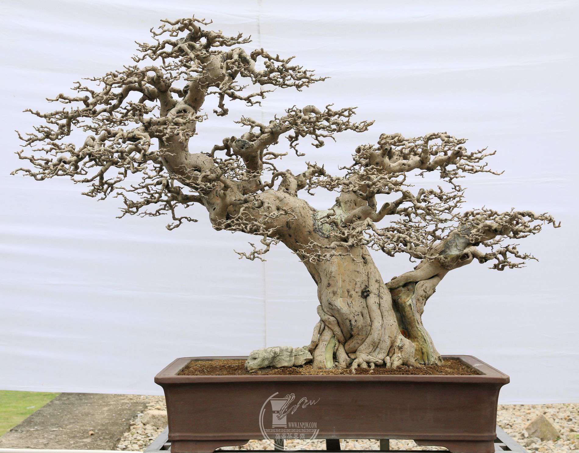 20196          ÷     ־Ⱦɽ     12012080     ԰  .jpg