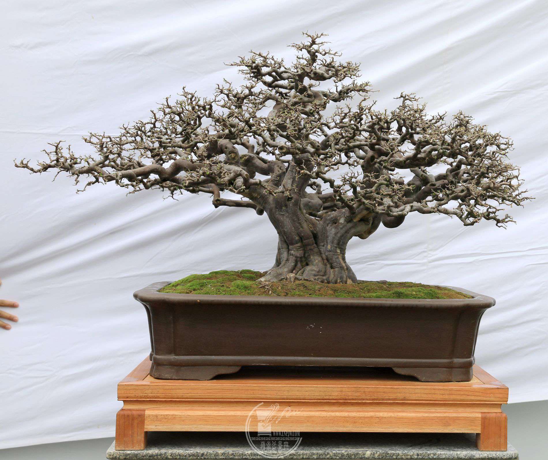 221          ȸ÷     򻧽Դɫ     86cm     BG1A1932.jpg