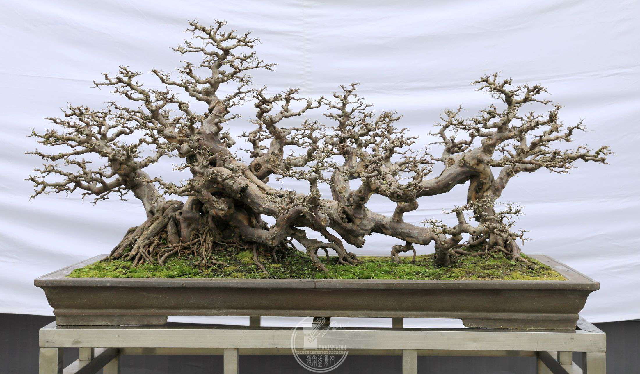 2380     »     ȸ÷     ȸԴ֦     75cm 賤150cm 70cm   .jpg