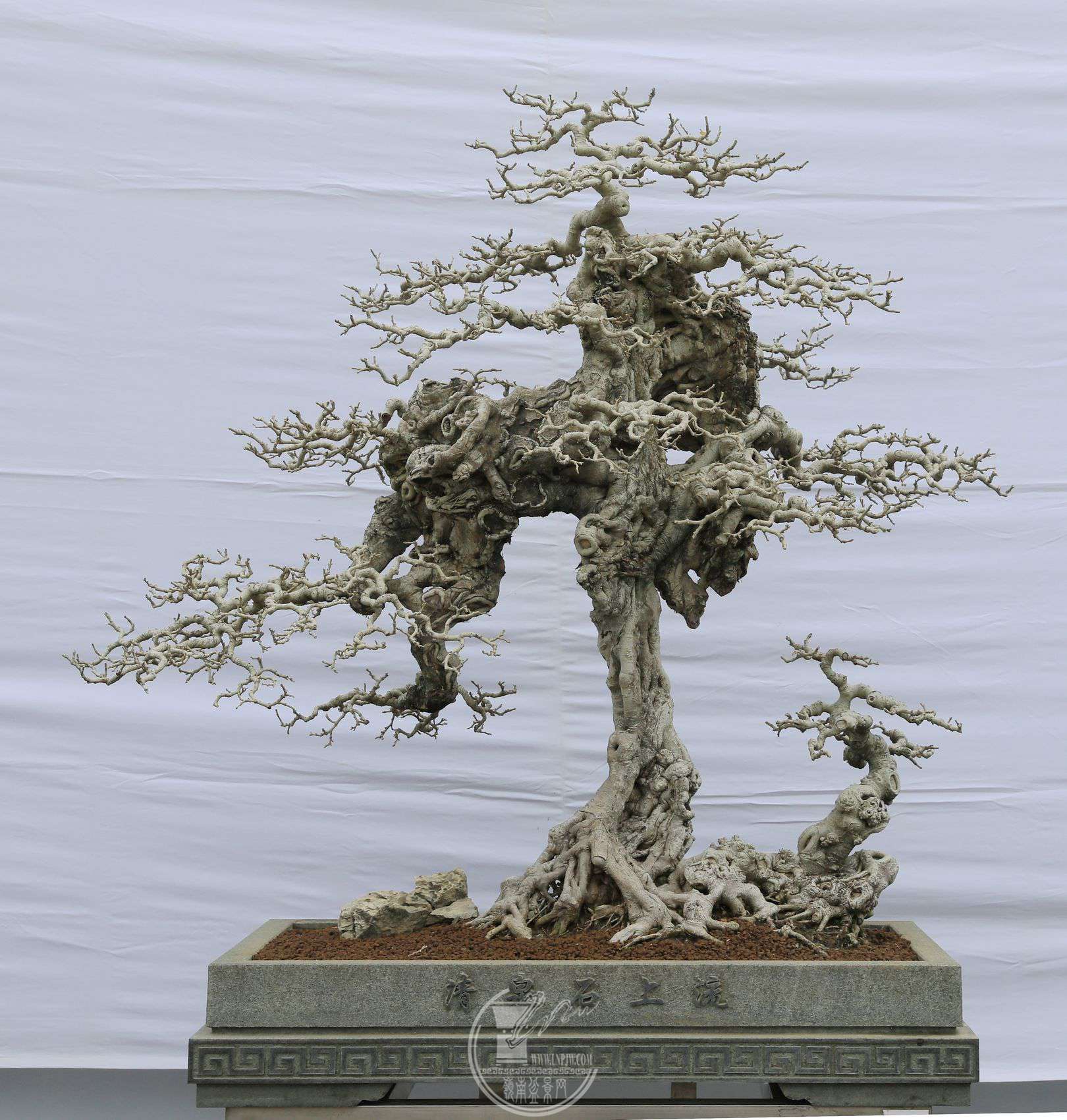 2412     ǿ          ʨ     10010060     ɽл     .jpg