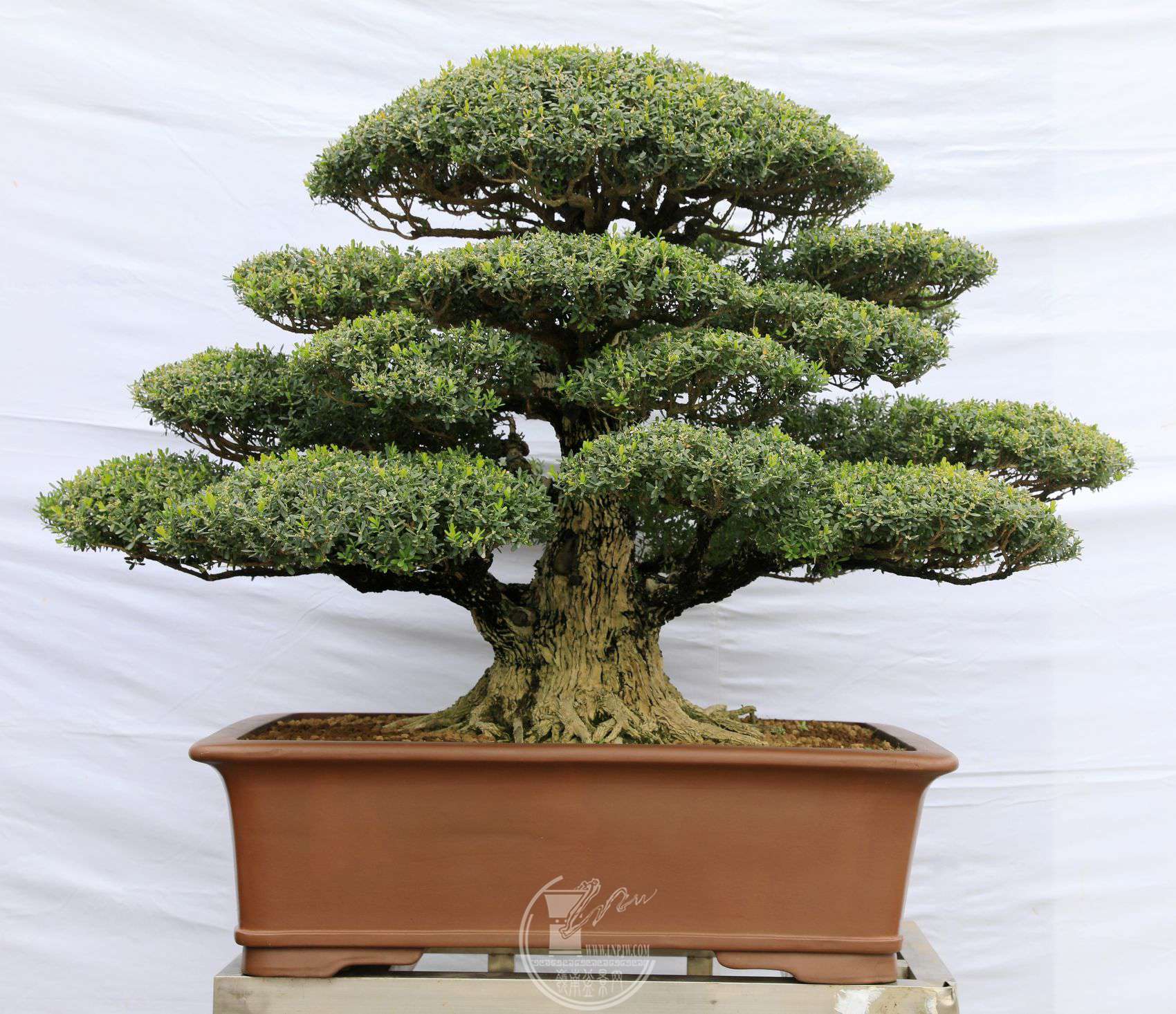 2571                    96120100     ʢ԰     𽱡BG1A2156.jpg