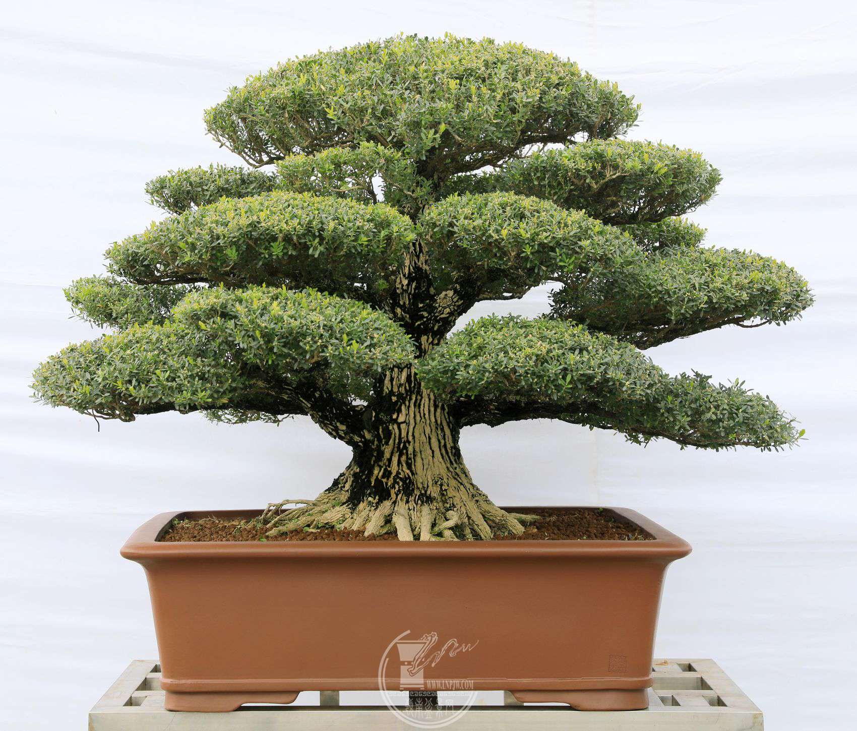 29203                    96120100     ʢ԰     𽱡BG1A2590.jpg