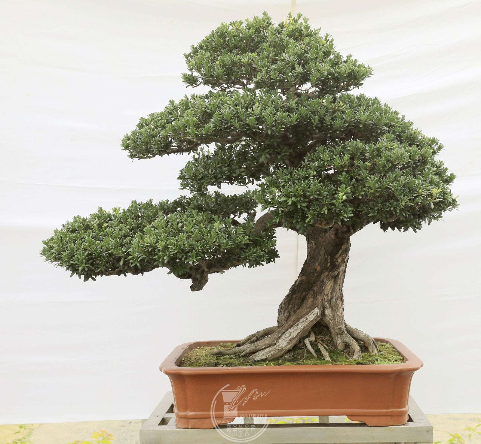 34190     ΰ     ޺     ɾ     120cm  賤80cm  60cm     .jpg