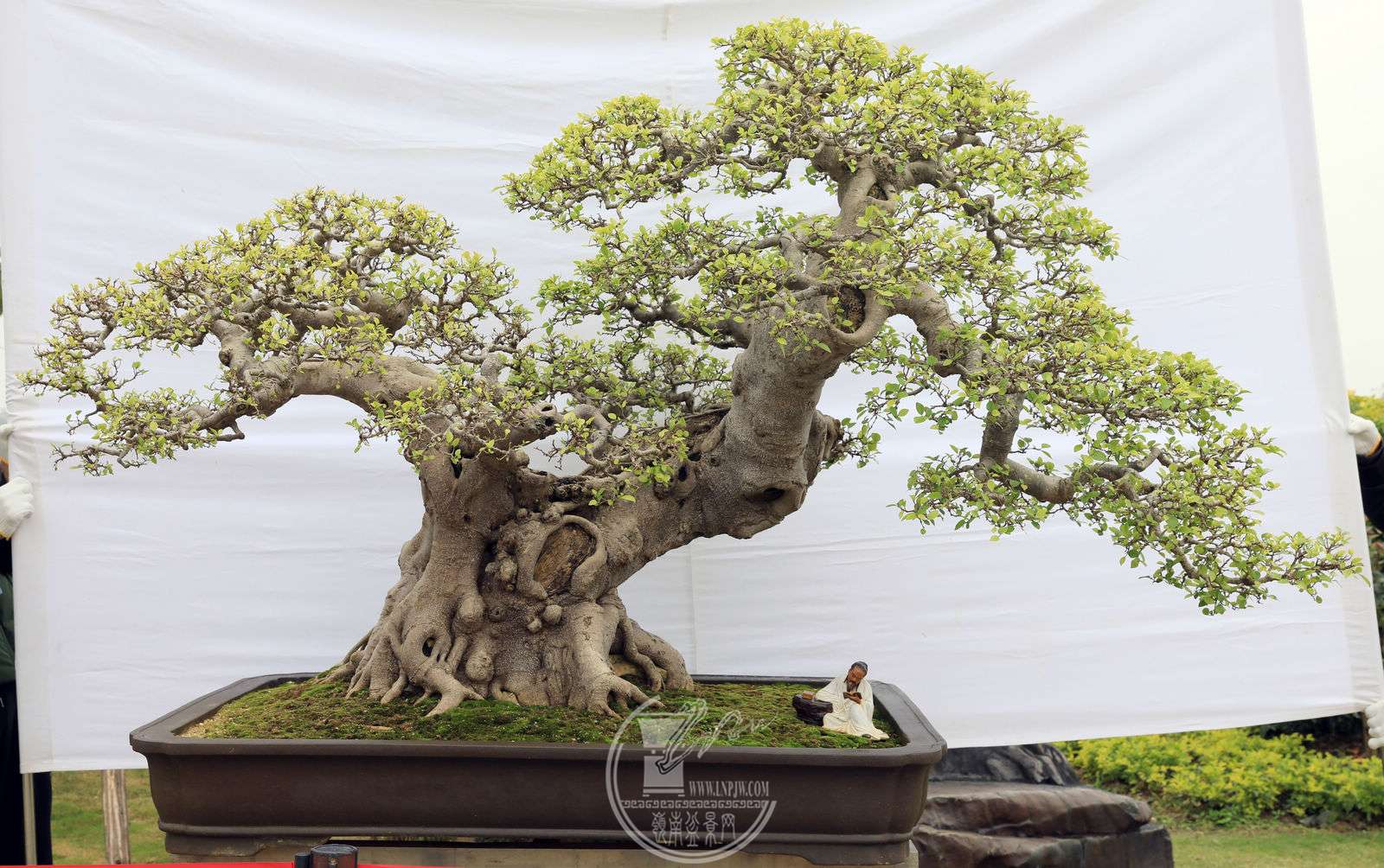 794             128cm 賤140cm  100cm    .jpg