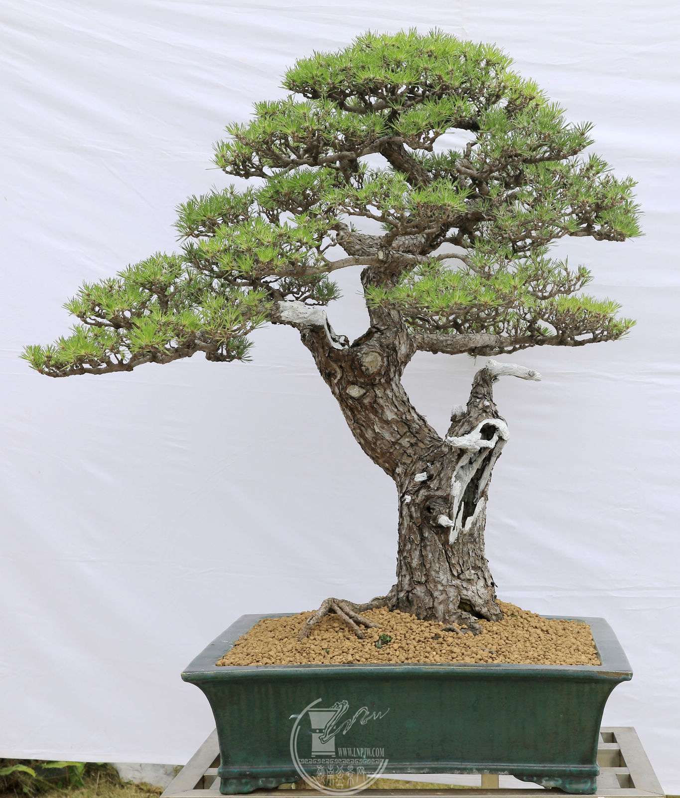 8152     븣               11812090     ɽлľ辰Э     BG1A2418.jpg
