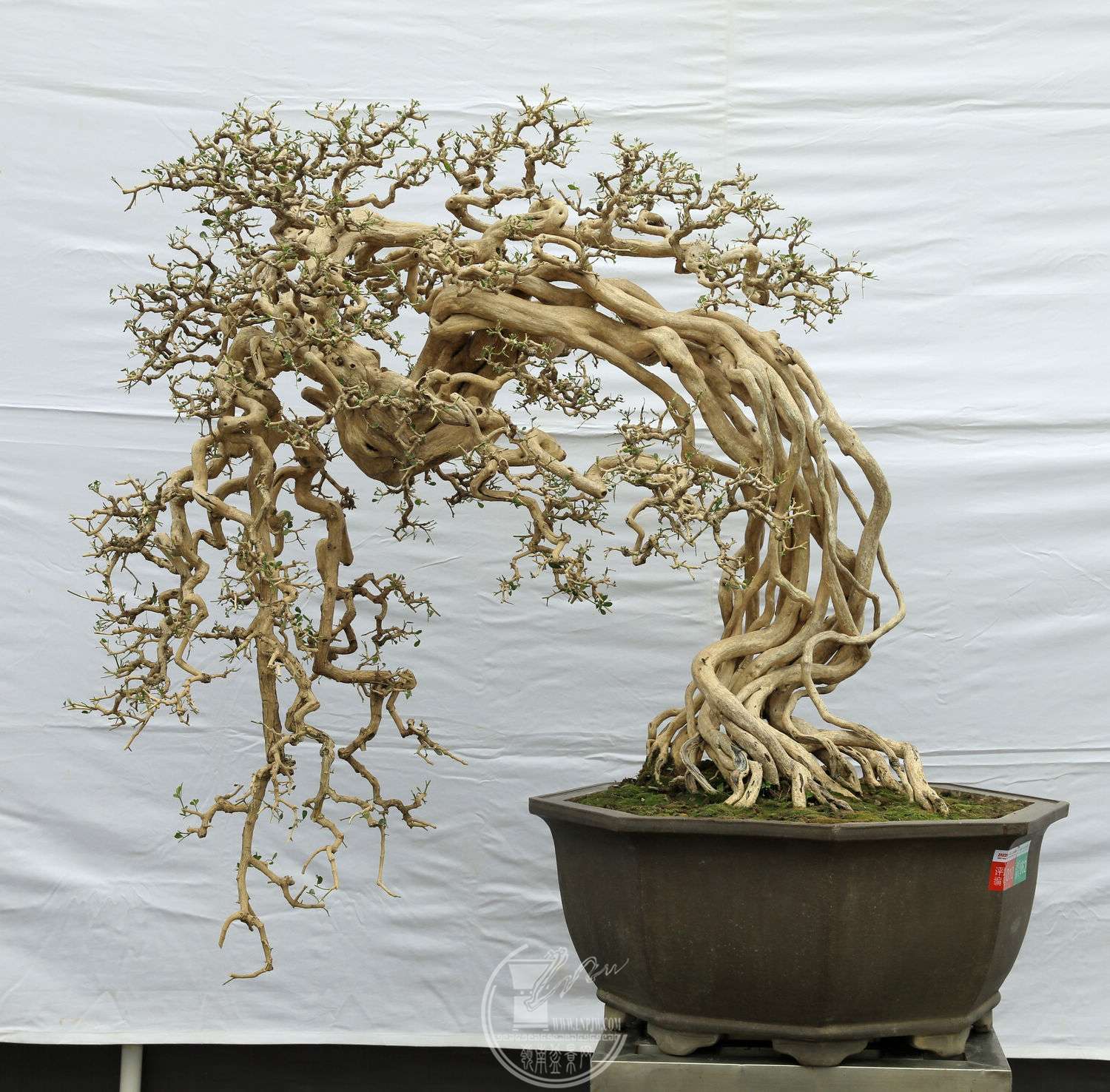 210     ʢ          ʿ     9570          ͭBG1A1959.jpg