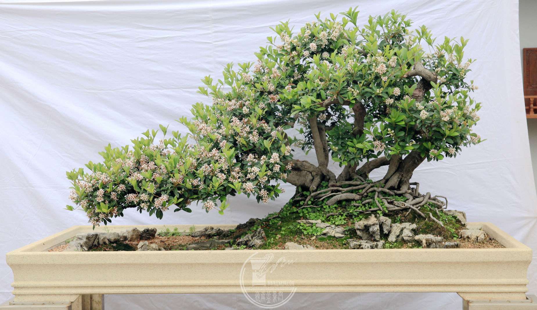ʢڵĴ辰賤200CMͼƬҪٰ׵ף.jpg