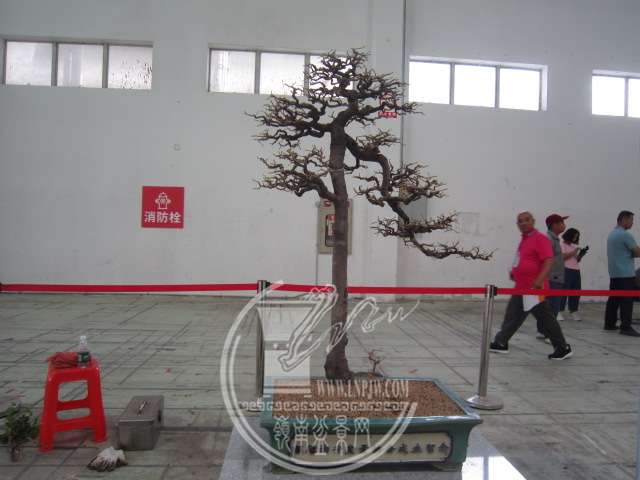 IMG_8832.JPG