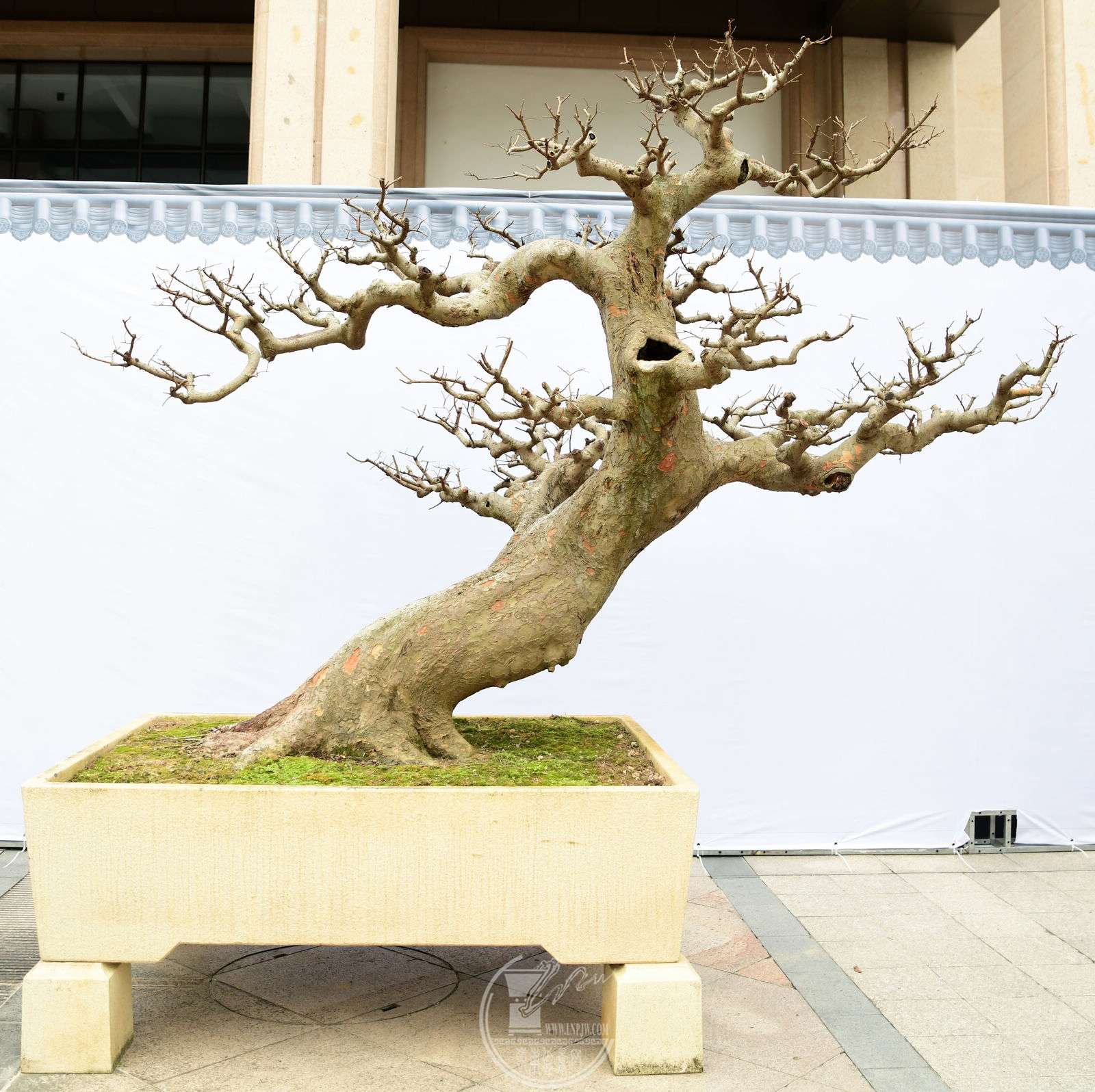 310 չߣ      ֣    180X146X220 cm  .jpg