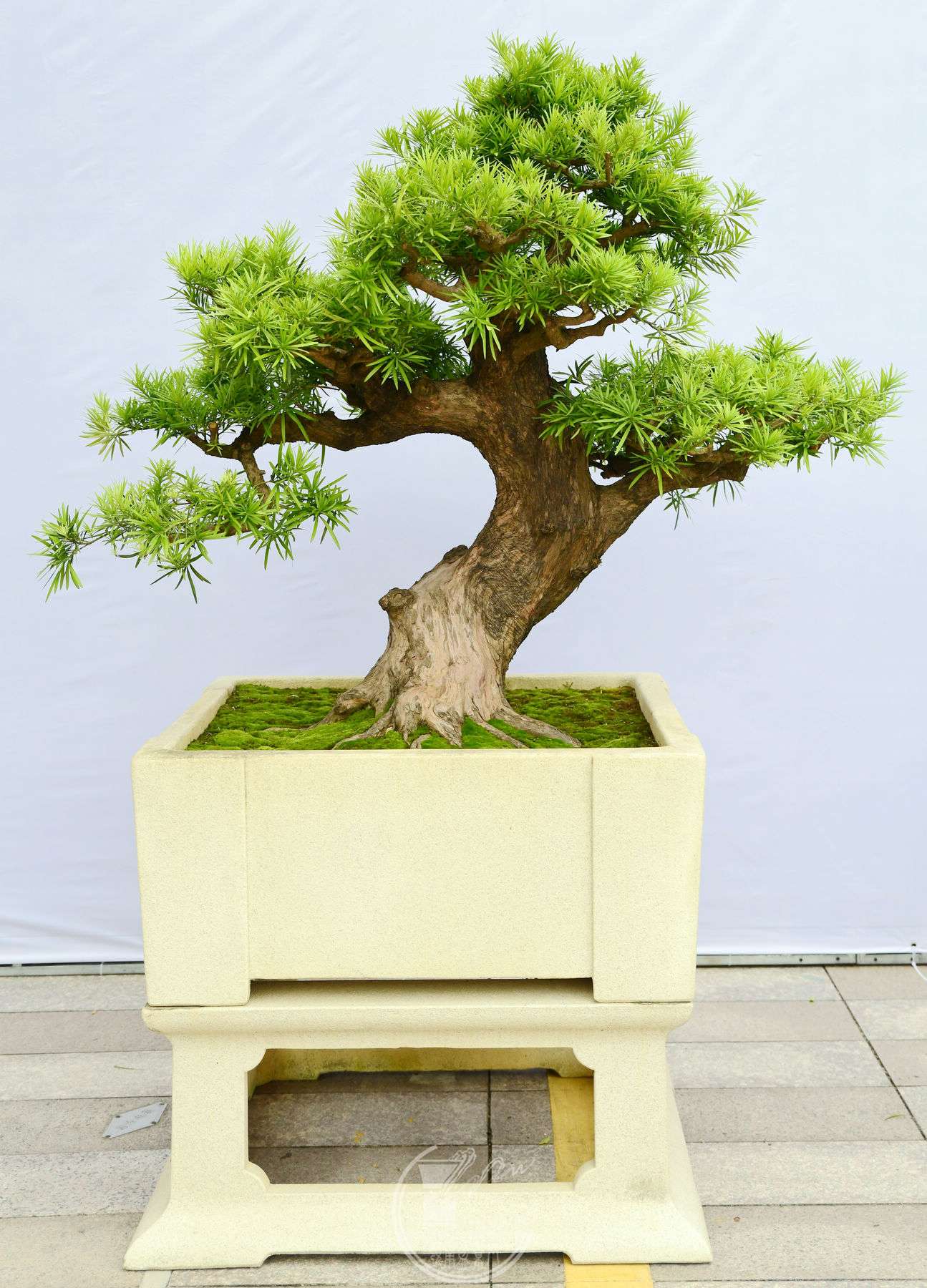 312չߣ      ֣޺    100X100X123 cm  .jpg