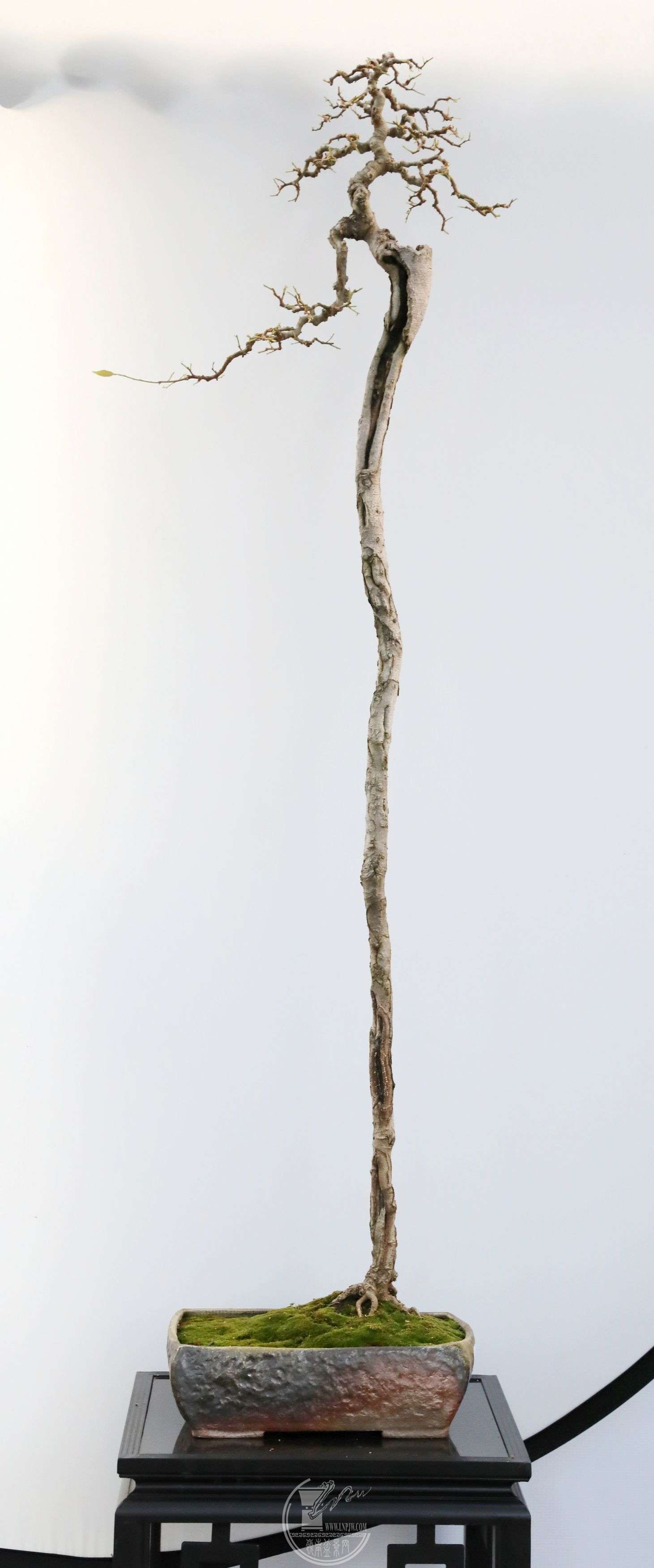 BG1A4262.jpg